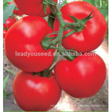 JT09 Fugui TYLCV resistance f1 hybrid tomaten samen, beste tomate samen